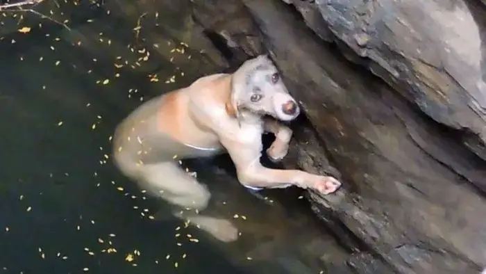 普通の犬だと思って救助した１０歳の少年。その正体を知って驚愕した。